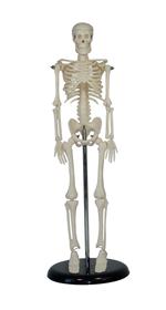  مولاز انسان و حیوان احیای قلبی ریوی قلب جمجمه مغز