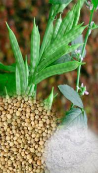 گوارگام  Guar Gum powder